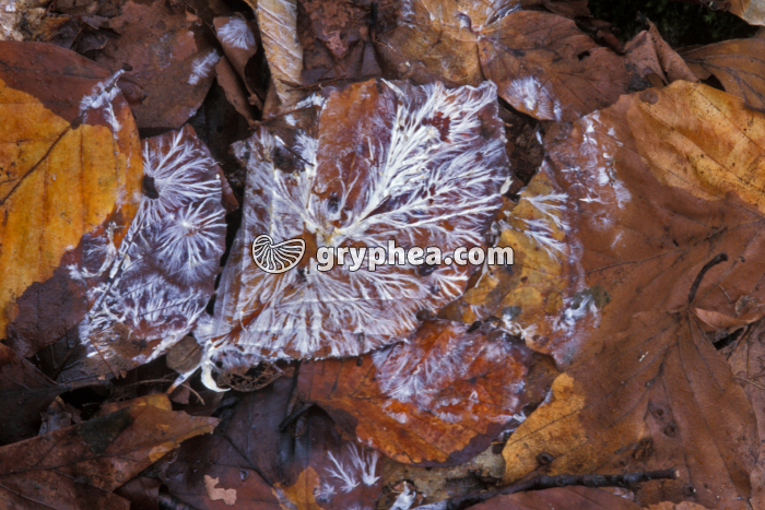Mycélium sur feuilles morte - gryphea.org